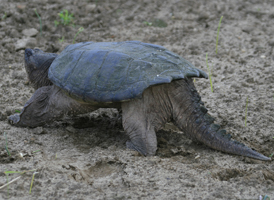 Common Snapping Turtle